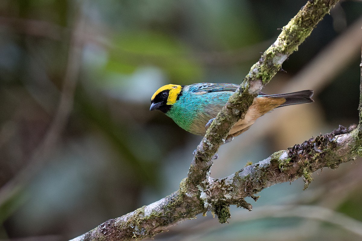 Saffron-crowned Tanager - ML564945051