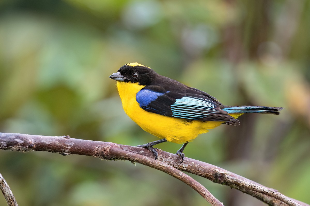 Blue-winged Mountain Tanager - ML564945071