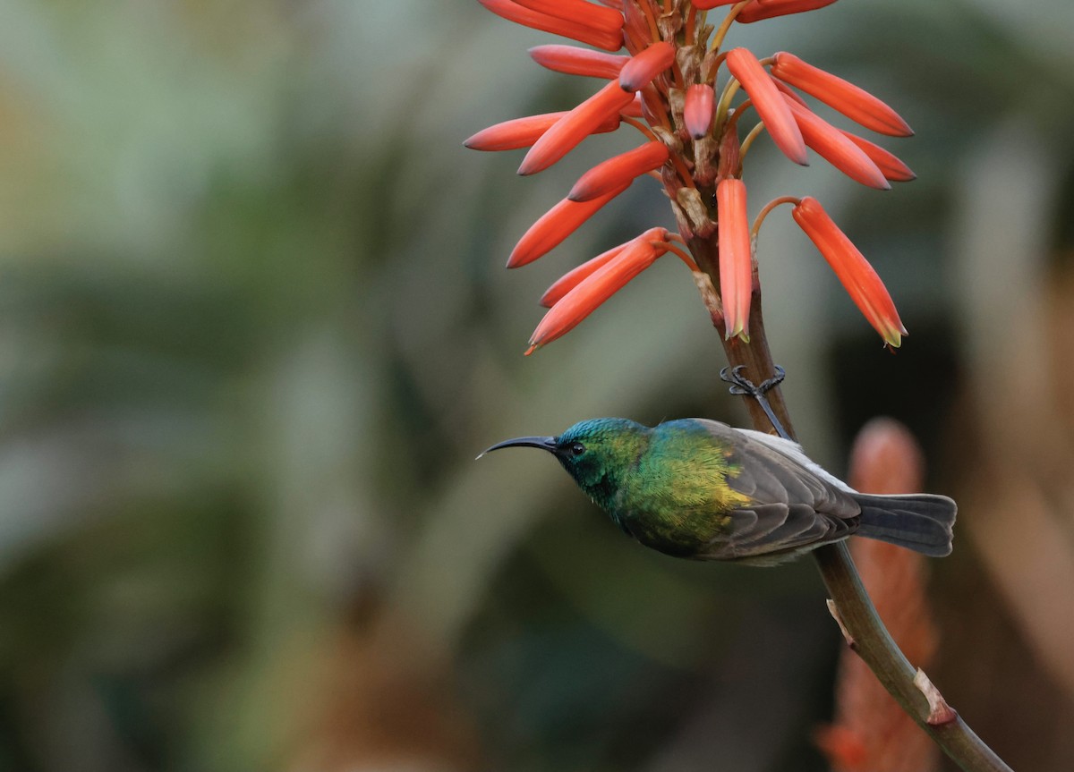 Southern Double-collared Sunbird - ML564949781