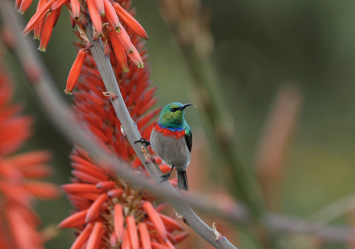 Southern Double-collared Sunbird - ML564949821