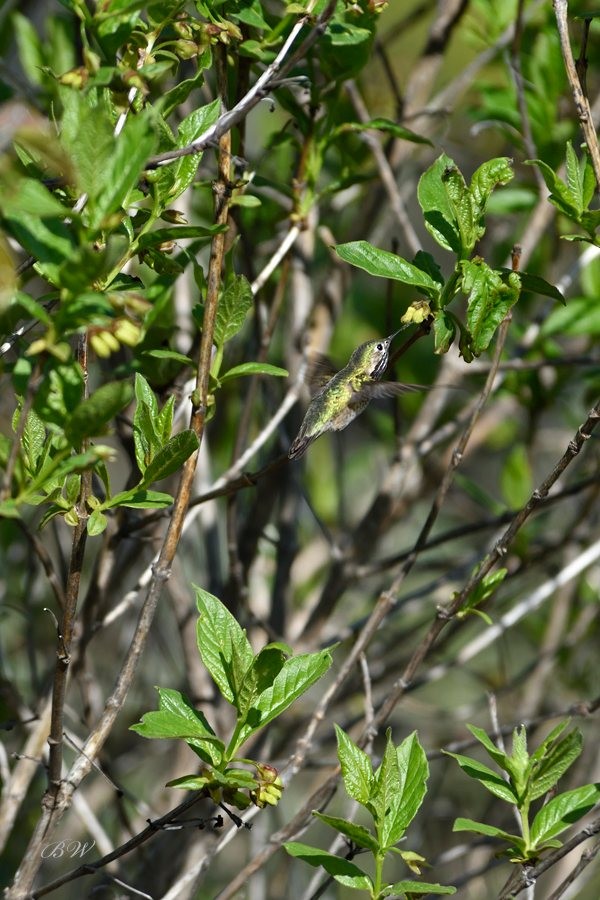 Calliope Hummingbird - ML564950801