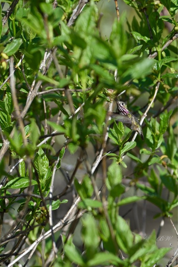 Calliope Hummingbird - Squamish Estuary Conservation Society