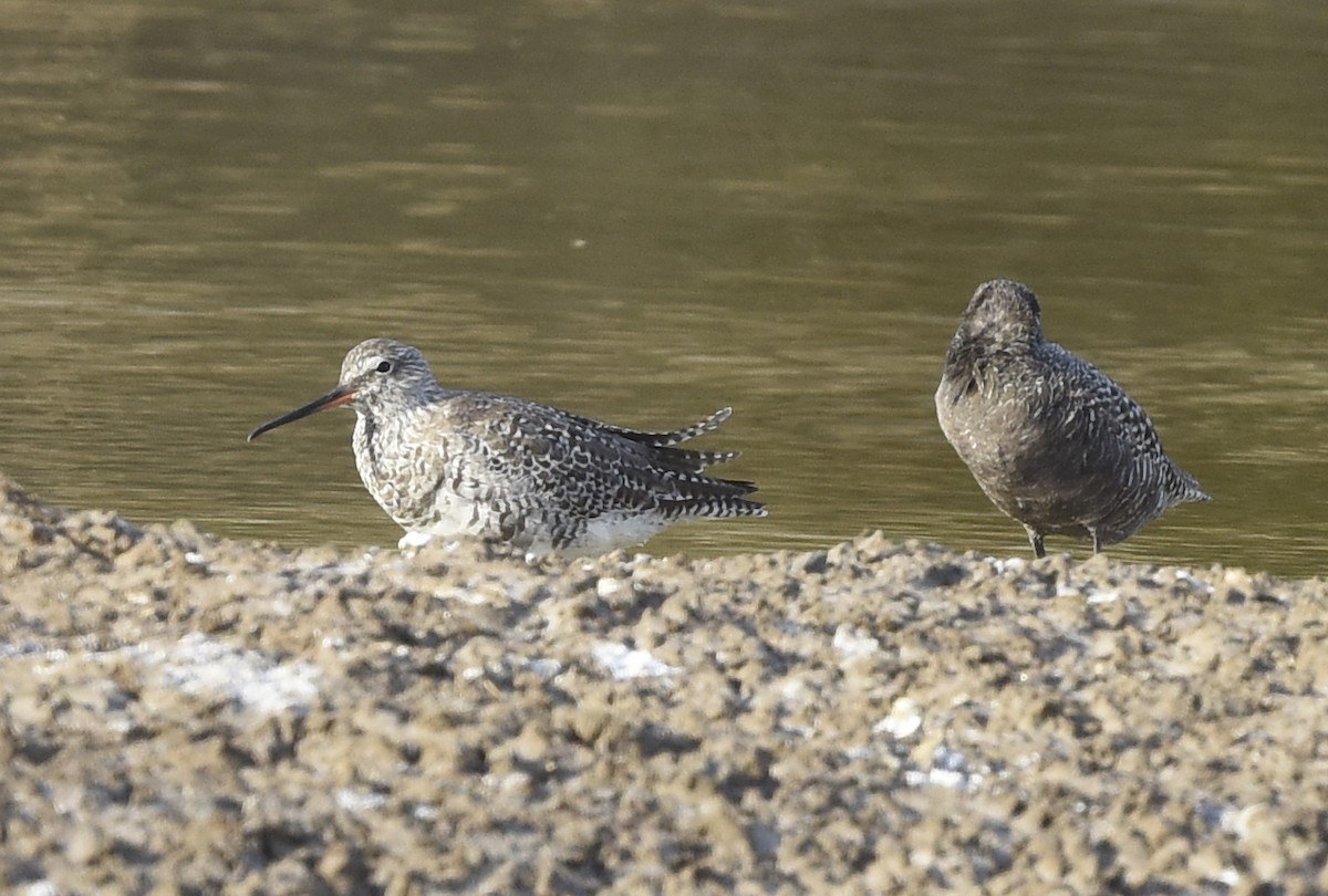 Spotted Redshank - ML564958481