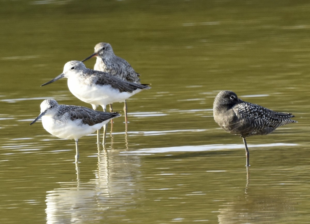 Spotted Redshank - ML564958491