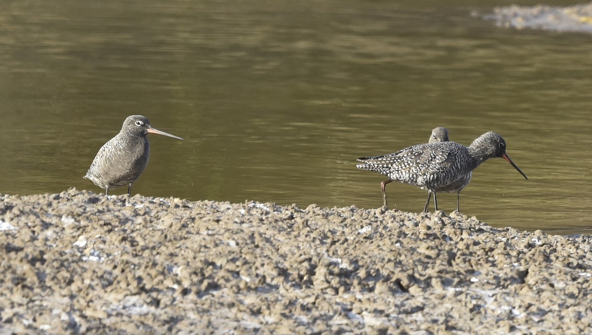 Spotted Redshank - ML564958501