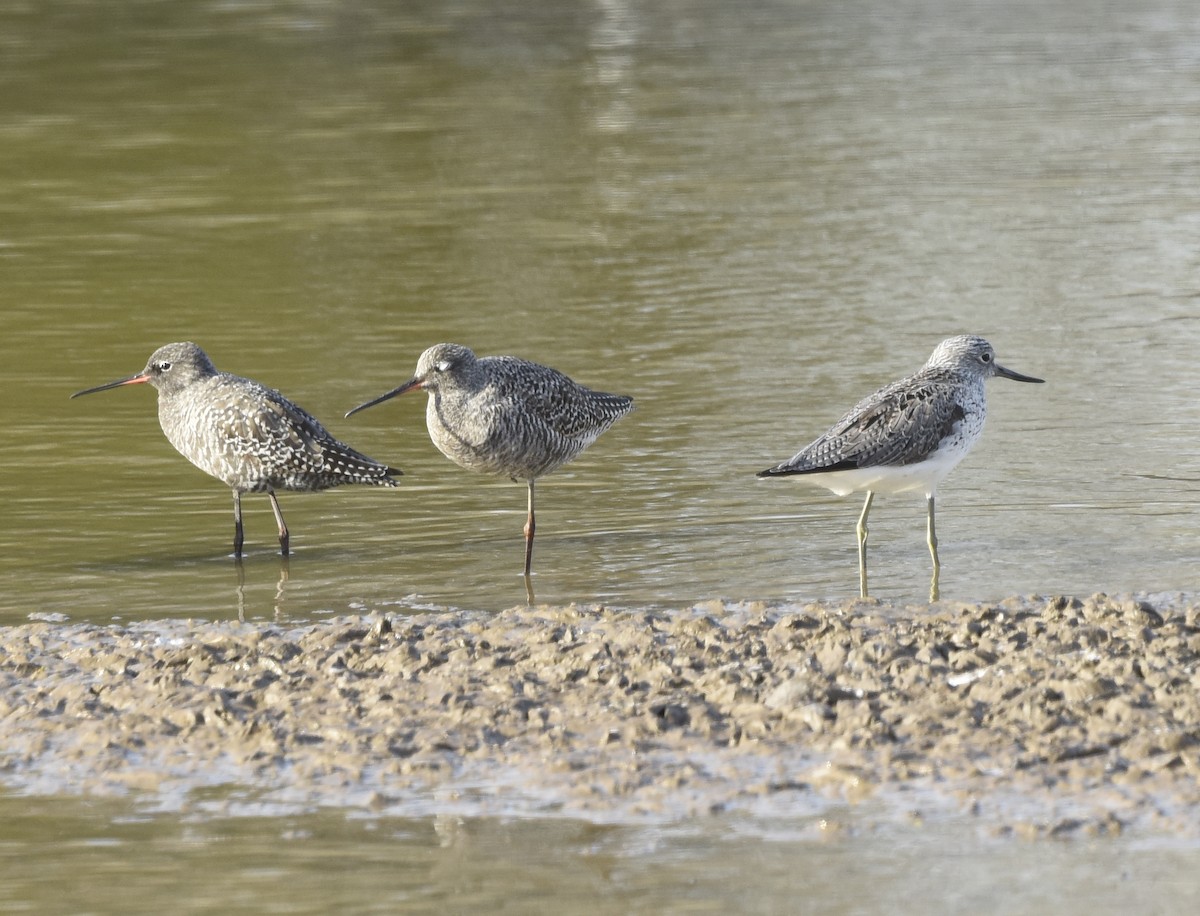 Spotted Redshank - ML564958521