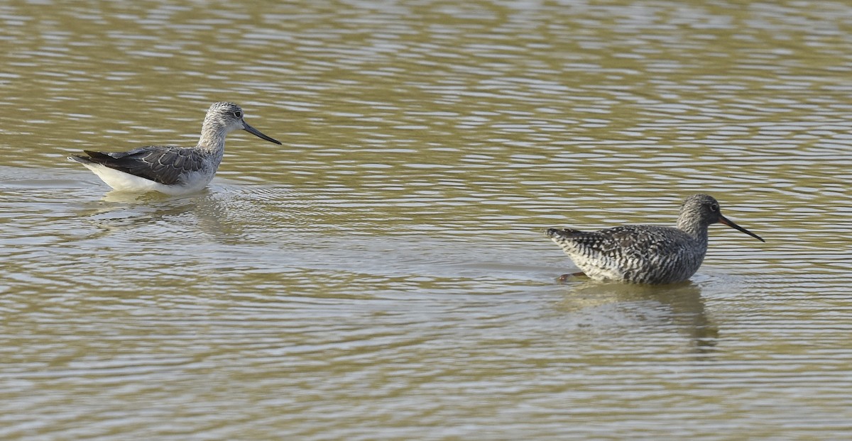 Spotted Redshank - ML564958531
