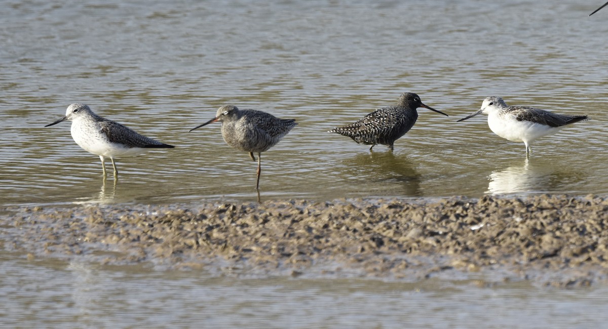 Spotted Redshank - ML564958551