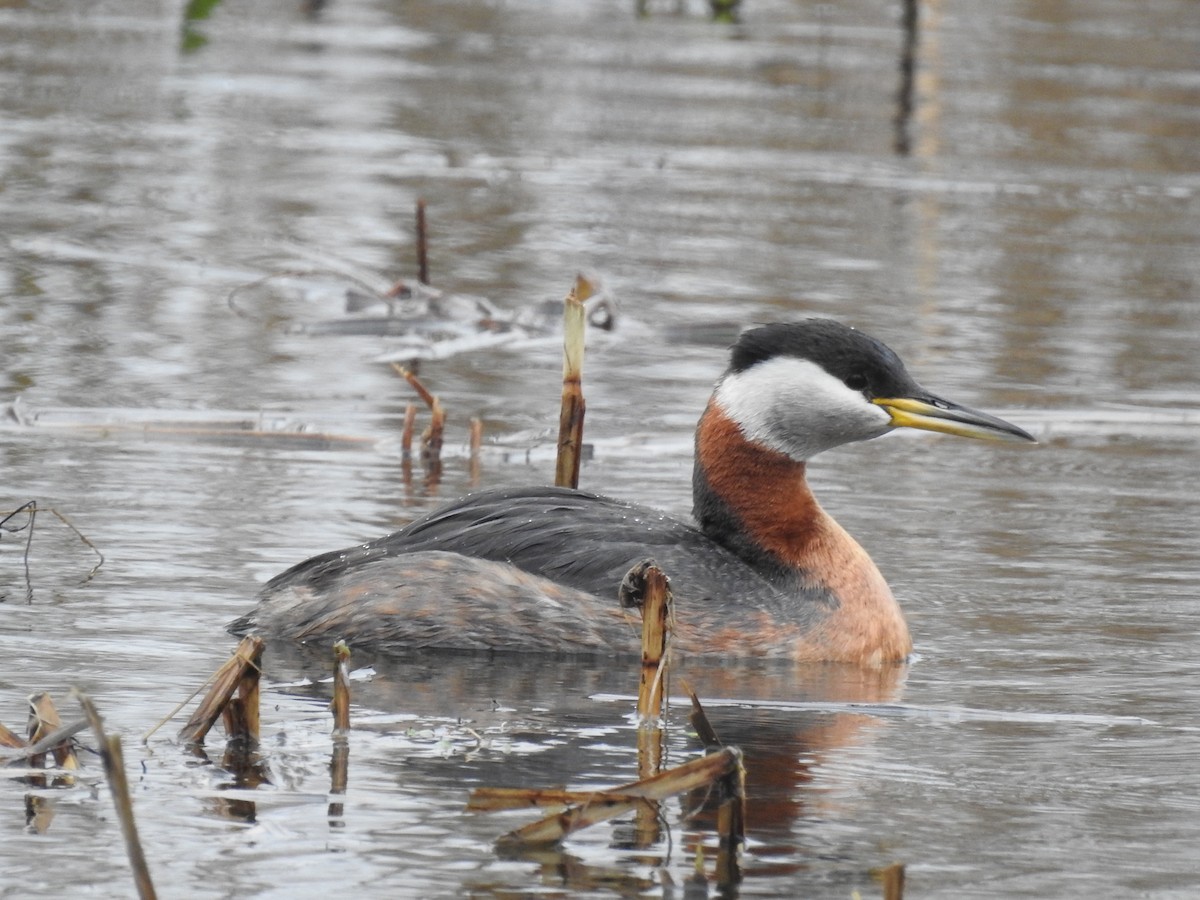 Red-necked Grebe - ML564964771