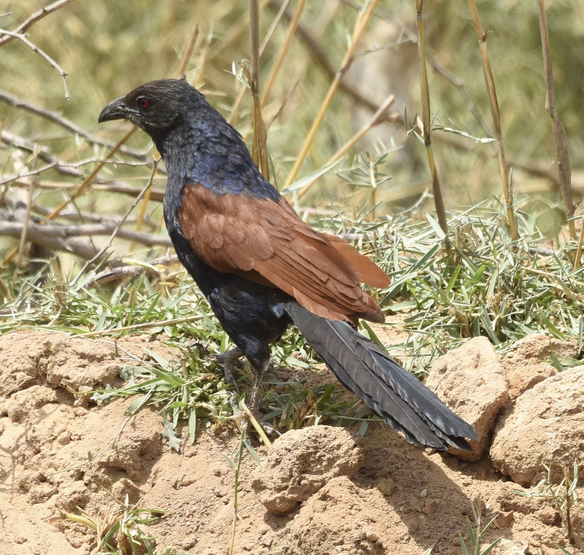 Greater Coucal - ML564966191