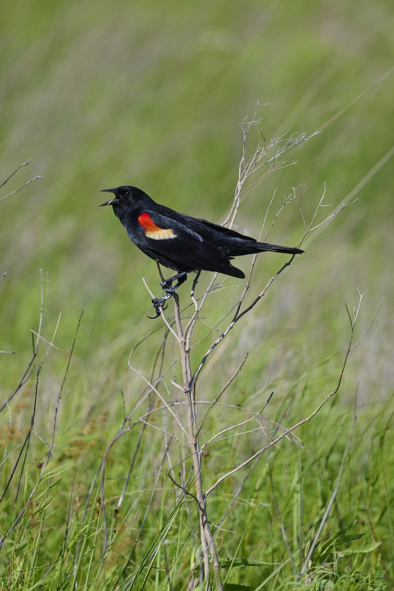 Red-winged Blackbird - ML564967961