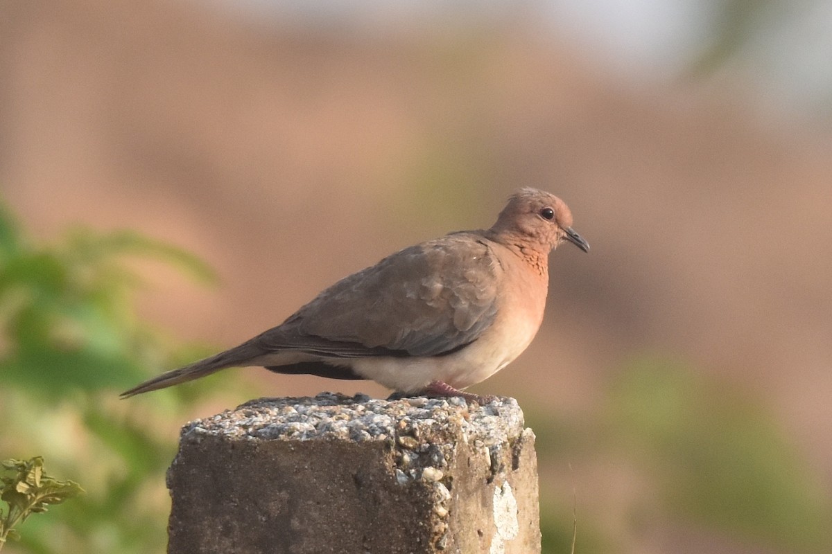 Laughing Dove - ML564969301