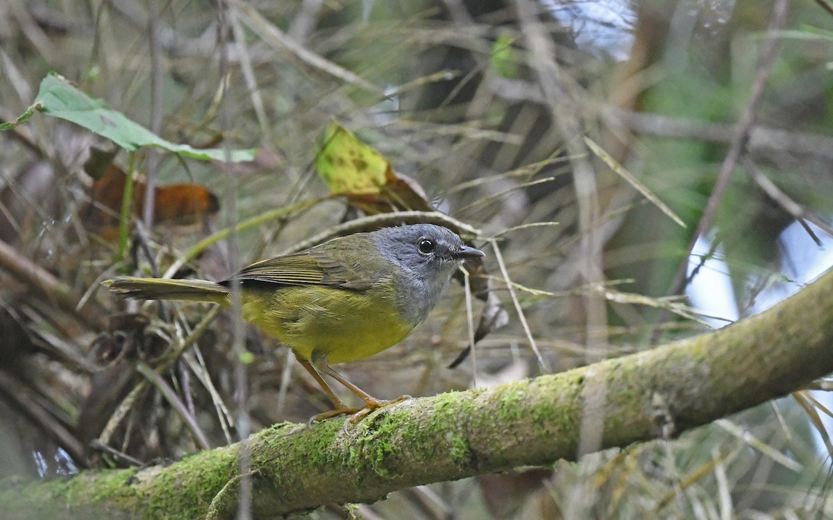 Gray-throated Warbler - ML564978091