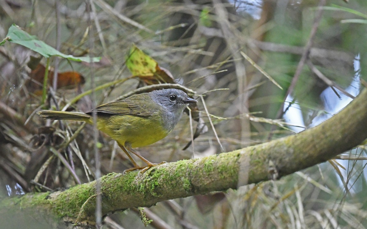 Gray-throated Warbler - ML564978101