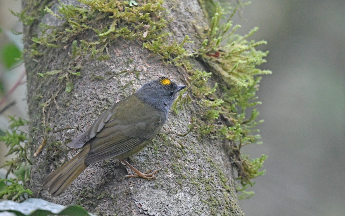 Gray-throated Warbler - ML564978111