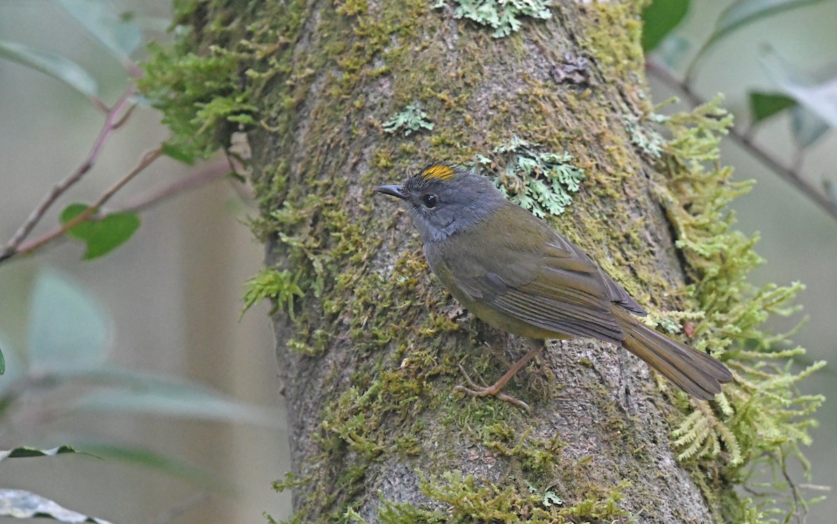Gray-throated Warbler - ML564978131