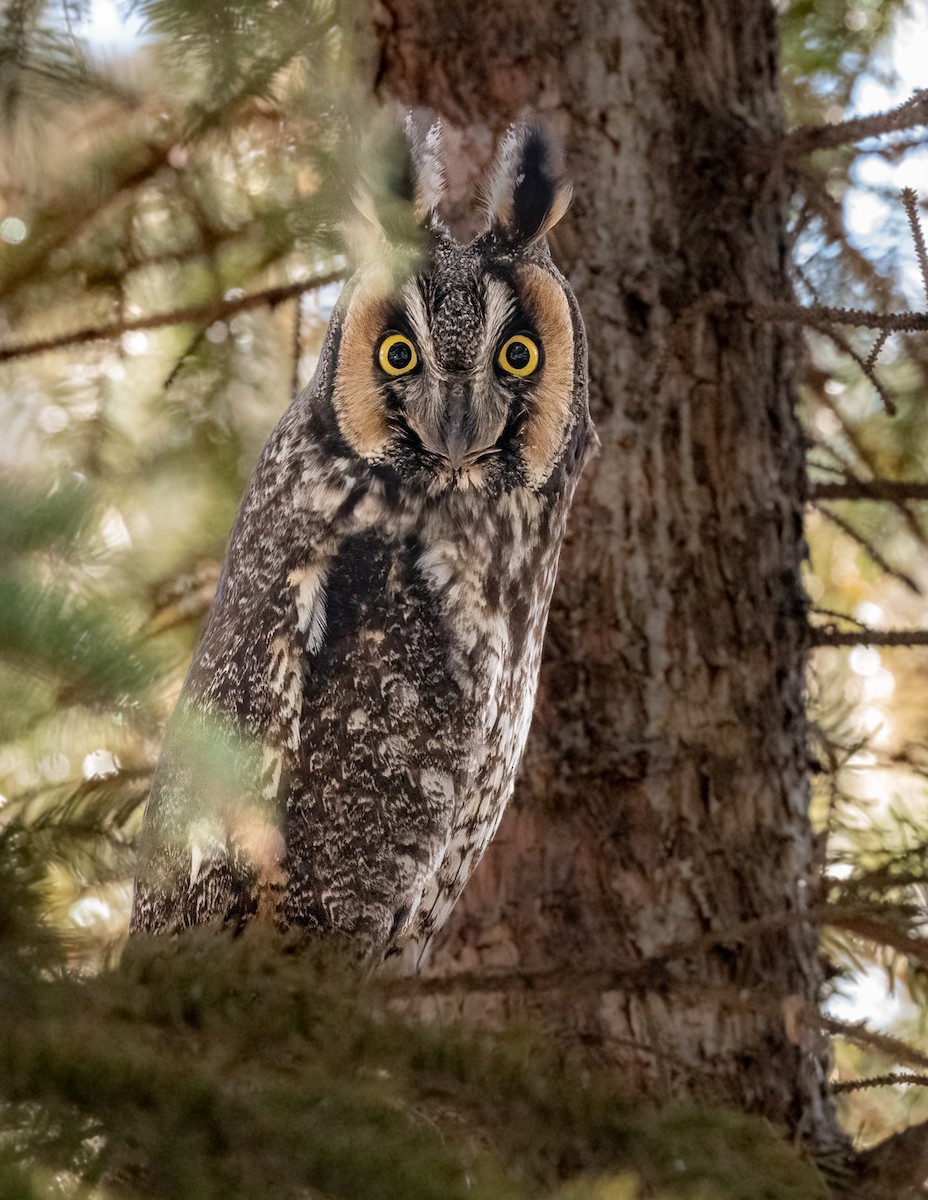 Long-eared Owl - ML564978681