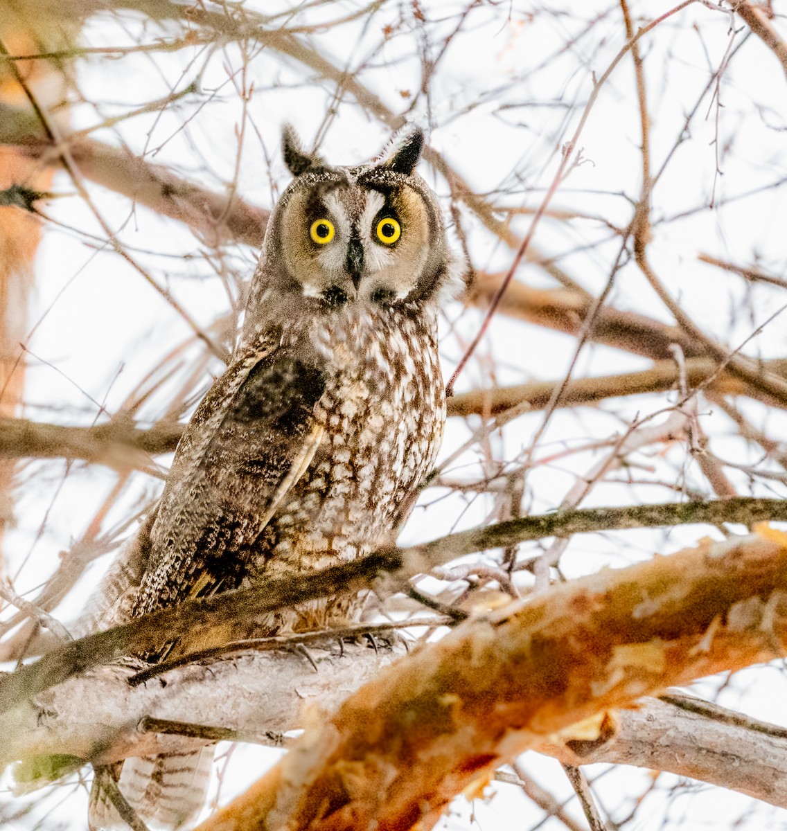 Long-eared Owl - ML564978701