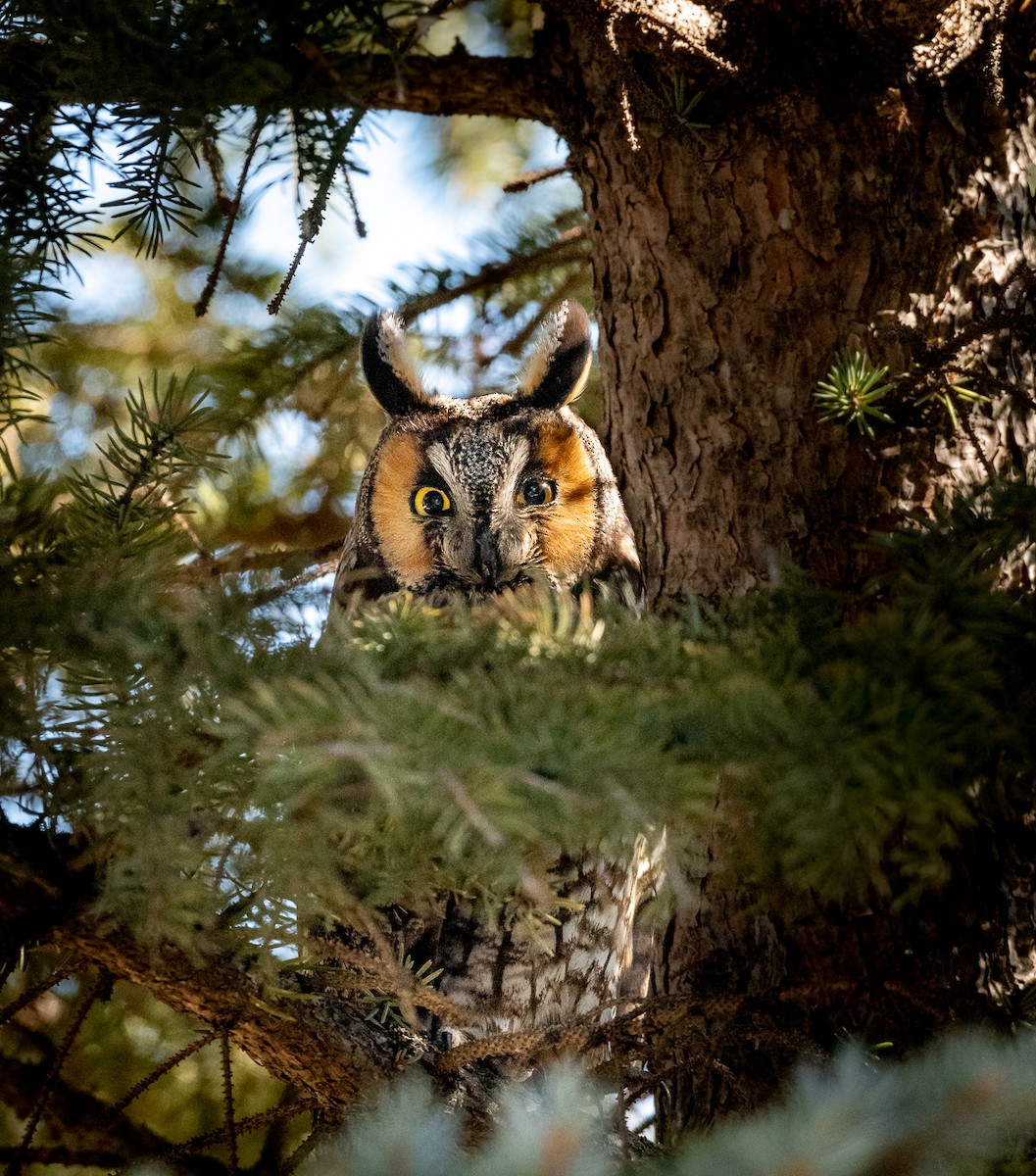 Long-eared Owl - ML564978711