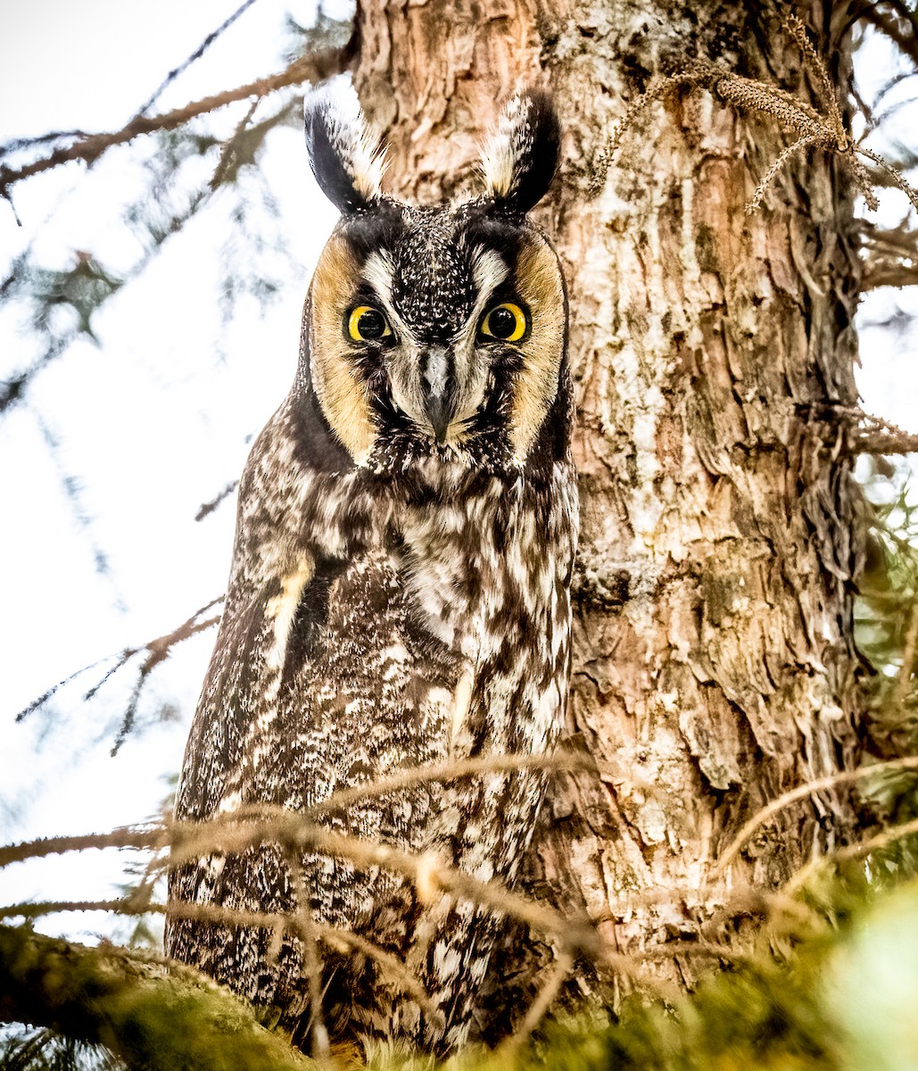 Long-eared Owl - ML564978721