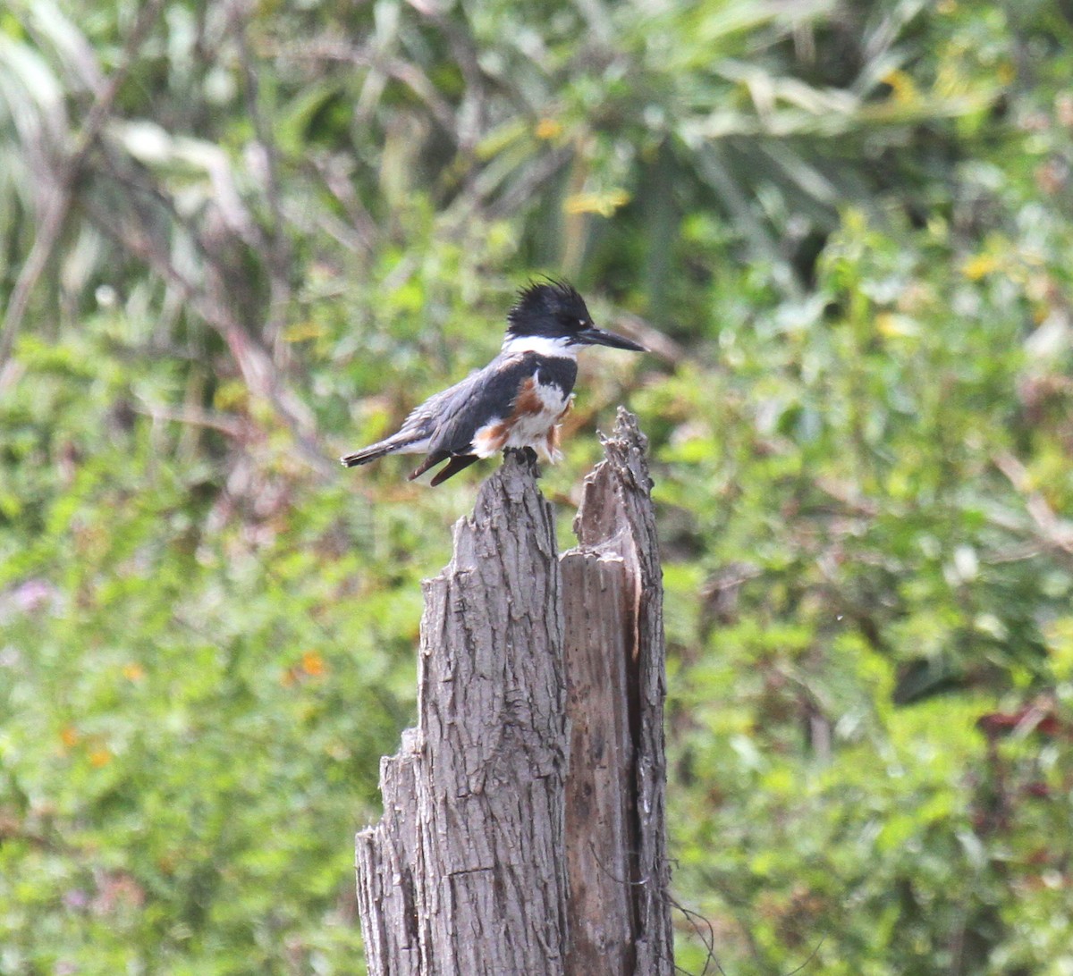 Belted Kingfisher - ML56498051