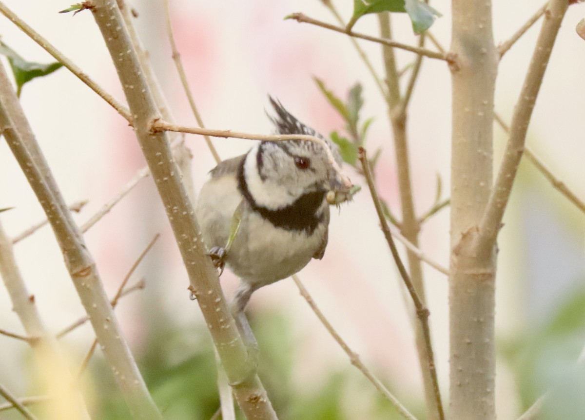 Crested Tit - ML564983451