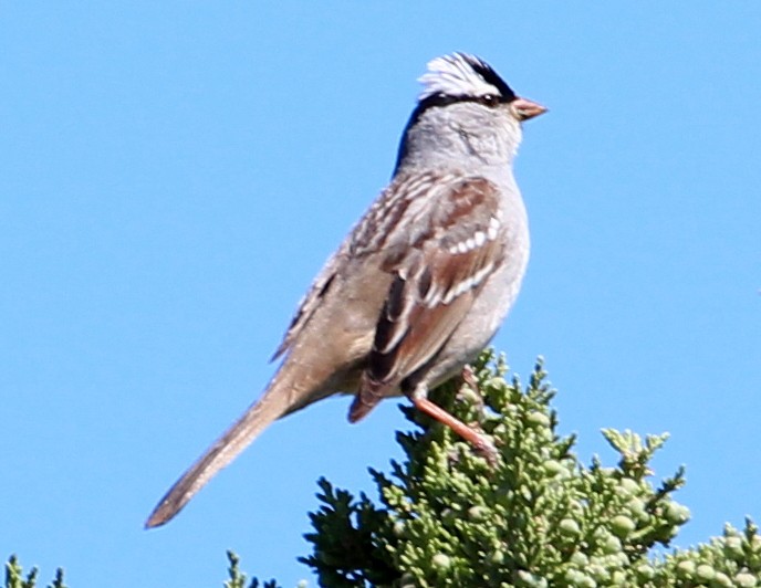 White-crowned Sparrow (Dark-lored) - ML56498351