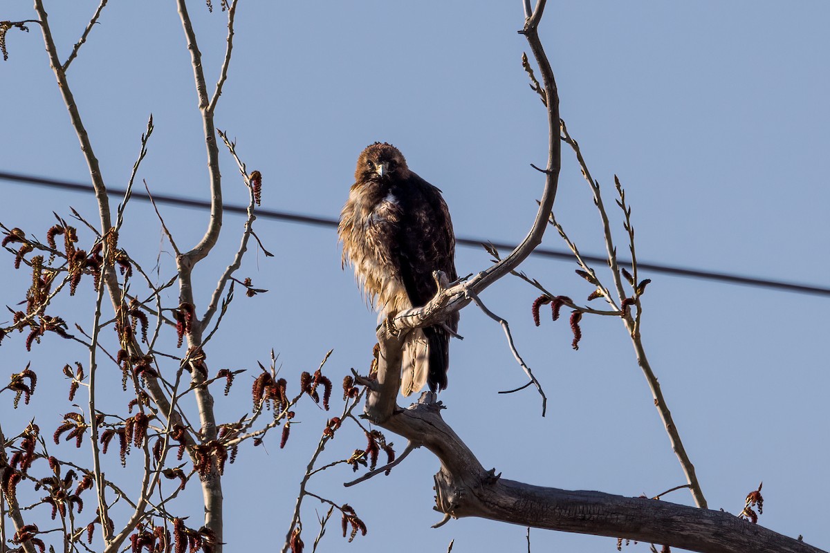 Red-tailed Hawk - ML564985081