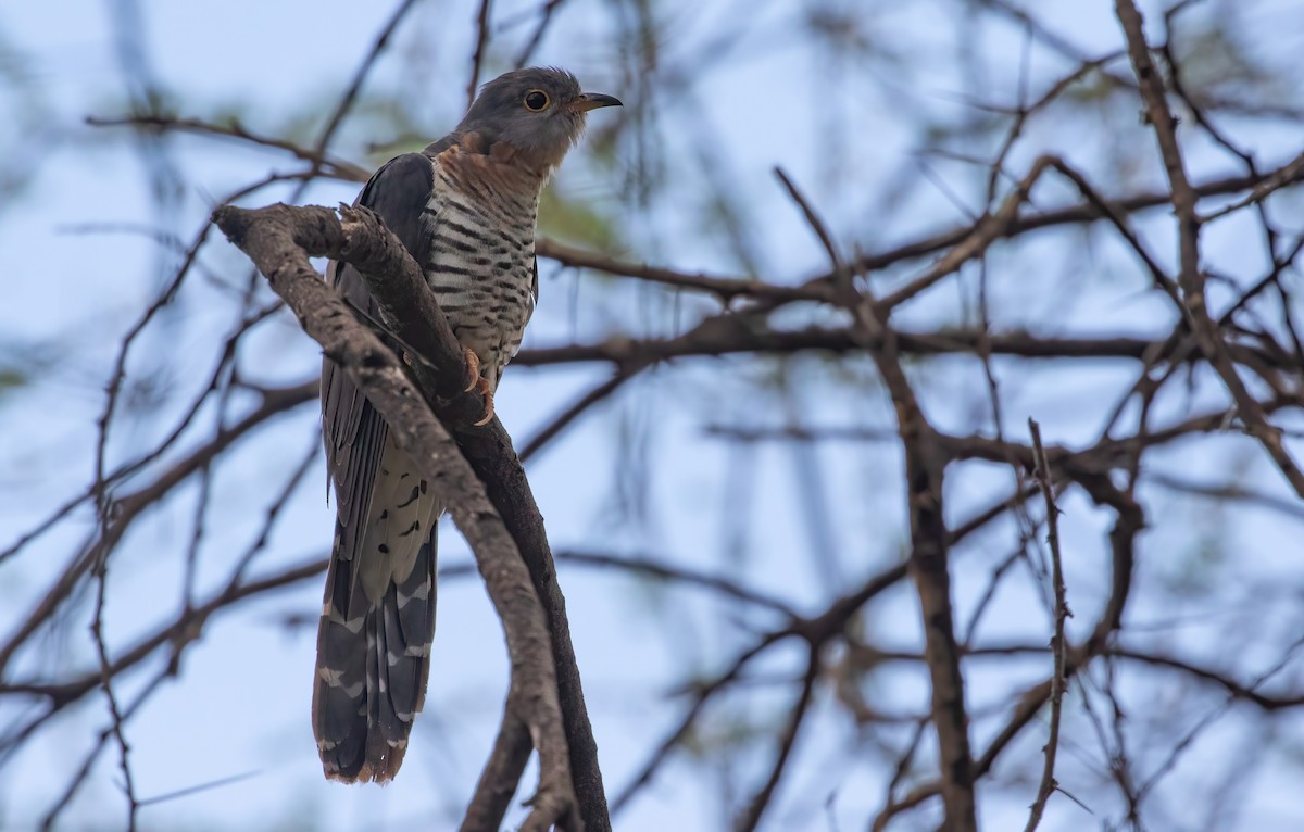 Red-chested Cuckoo - ML564985781