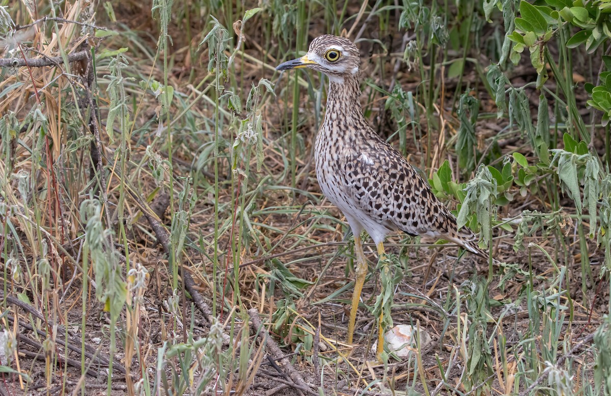 Spotted Thick-knee - ML564986181