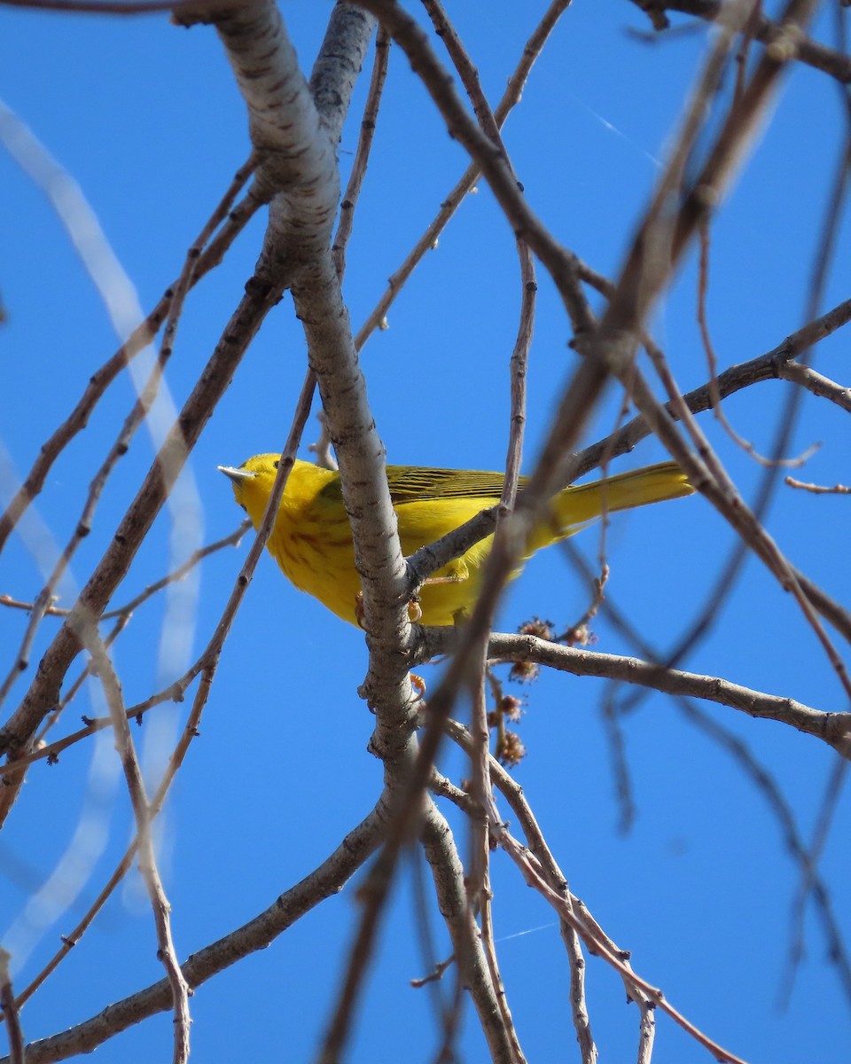 Yellow Warbler - ML564986781
