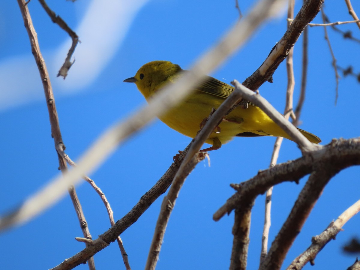 Yellow Warbler - Thomas Gilg