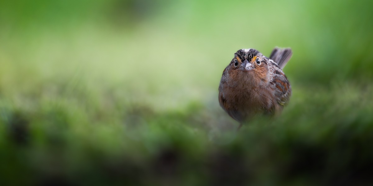 Grasshopper Sparrow - Simon Tolzmann