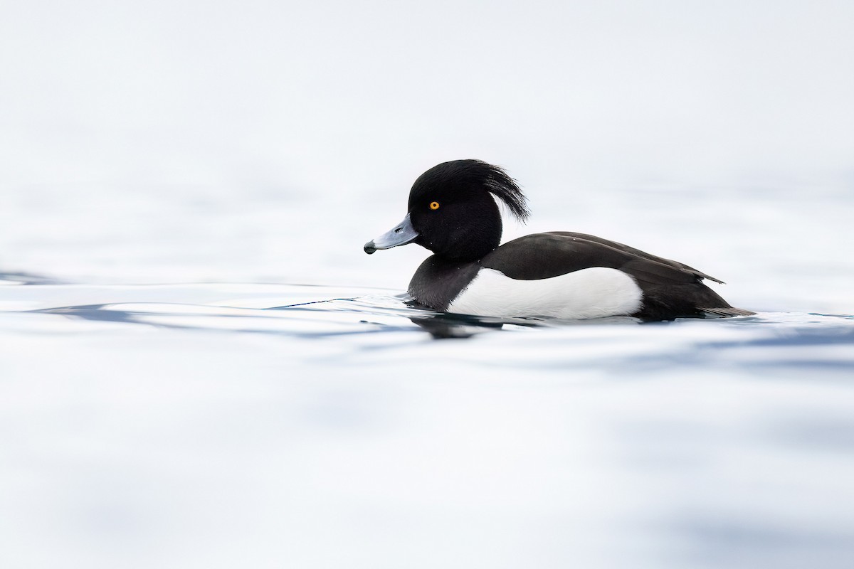 Tufted Duck - ML564992241