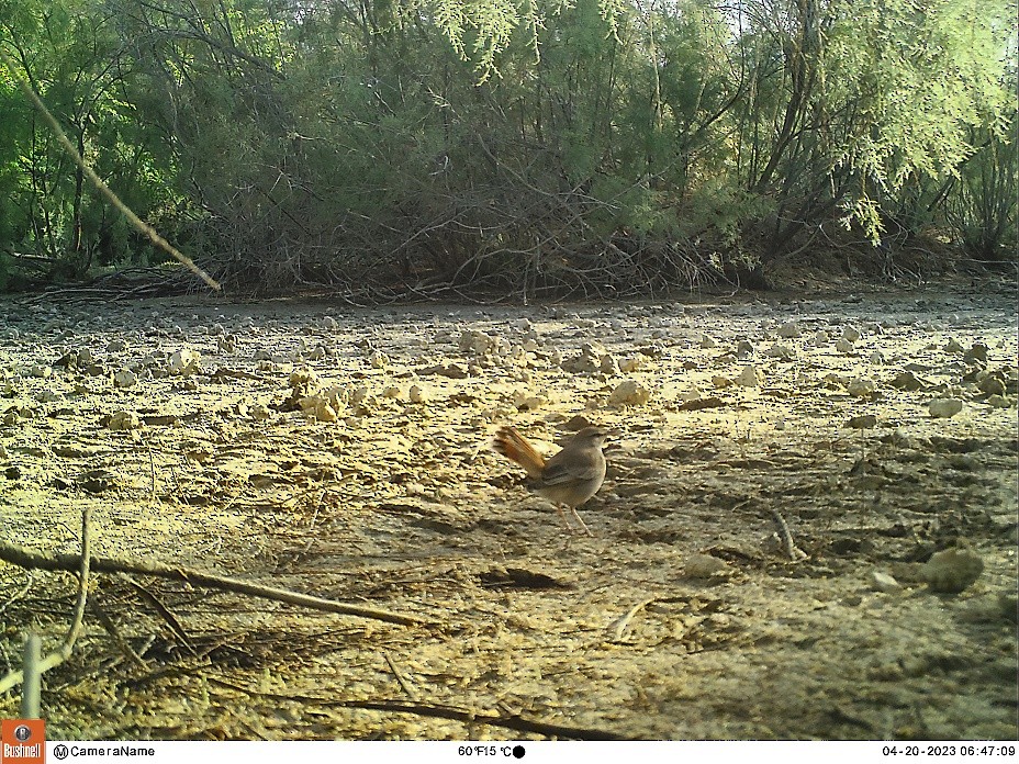 Rufous-tailed Scrub-Robin - ML564992621