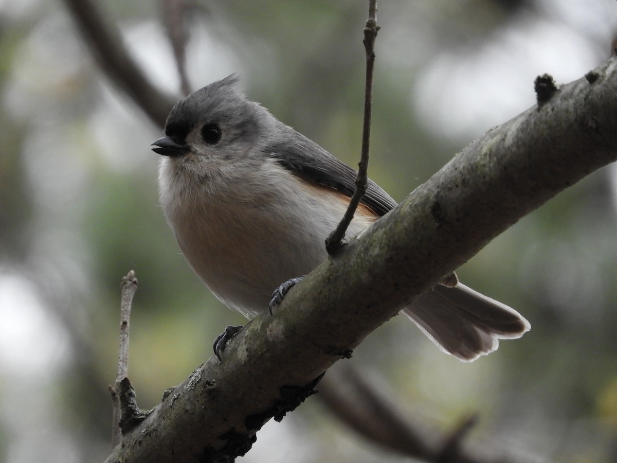 Tufted Titmouse - Bill Lee