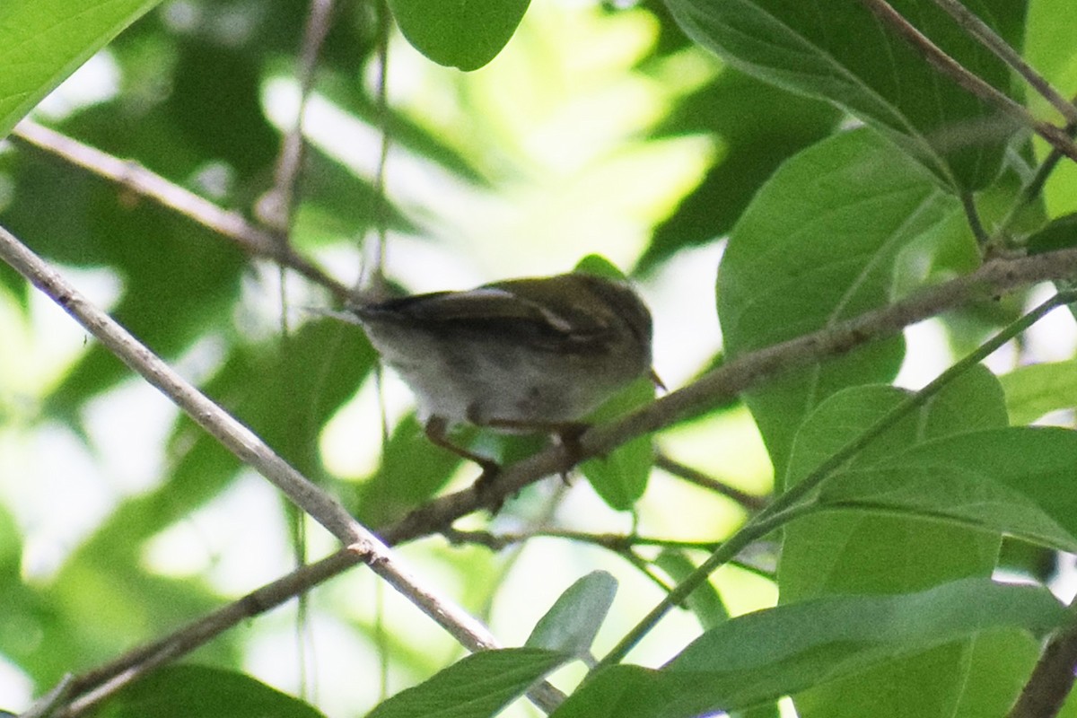 Yellow-browed Warbler - ML564995781