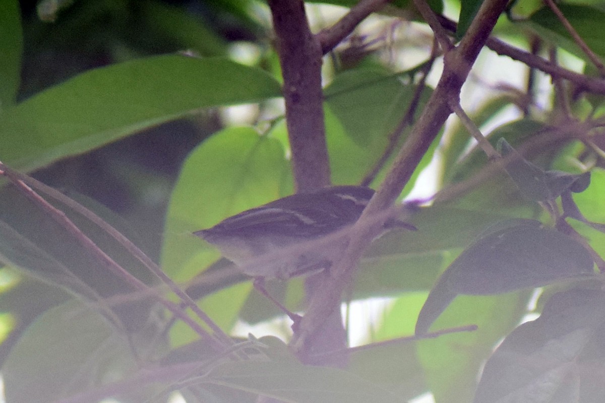 Yellow-browed Warbler - ML564995791