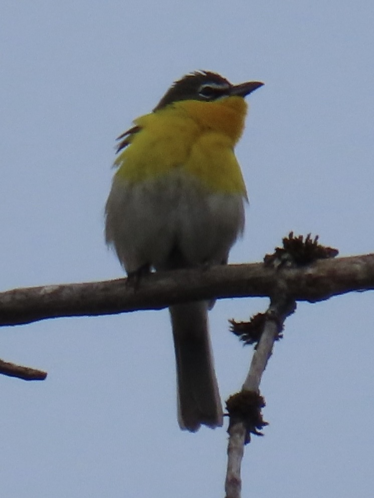 Yellow-breasted Chat - ML565000451