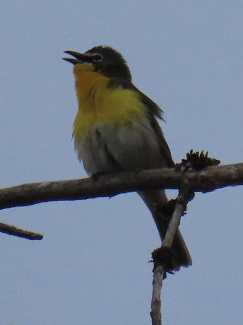 Yellow-breasted Chat - ML565000461