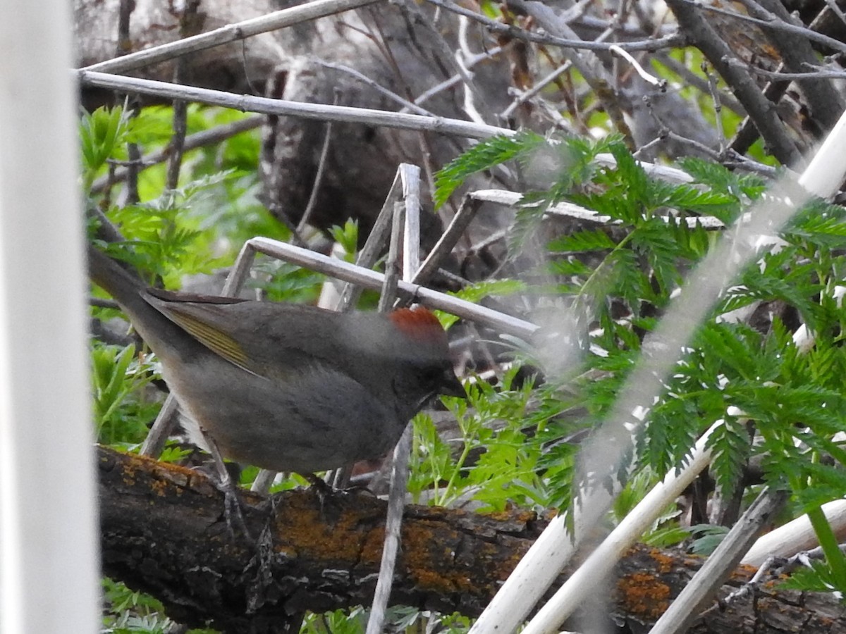 Green-tailed Towhee - Connie Misket