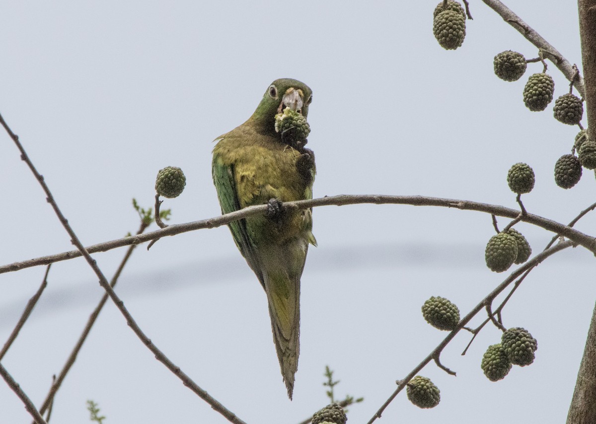 Olive-throated Parakeet - ML565006981