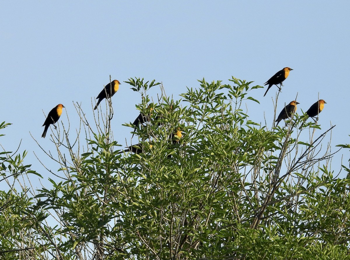 Yellow-headed Blackbird - ML565010371