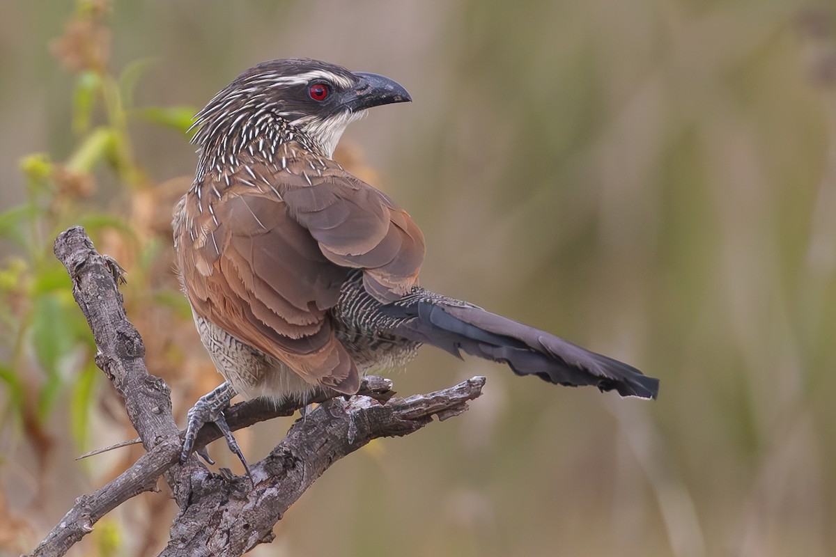 White-browed Coucal - ML565011821
