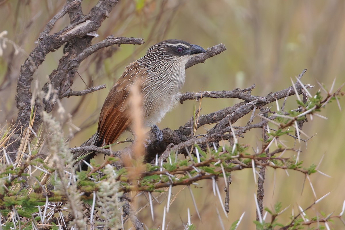 White-browed Coucal - ML565011831