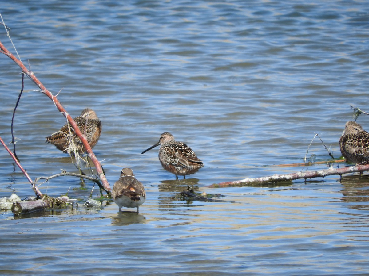 Long-billed Dowitcher - ML56501641