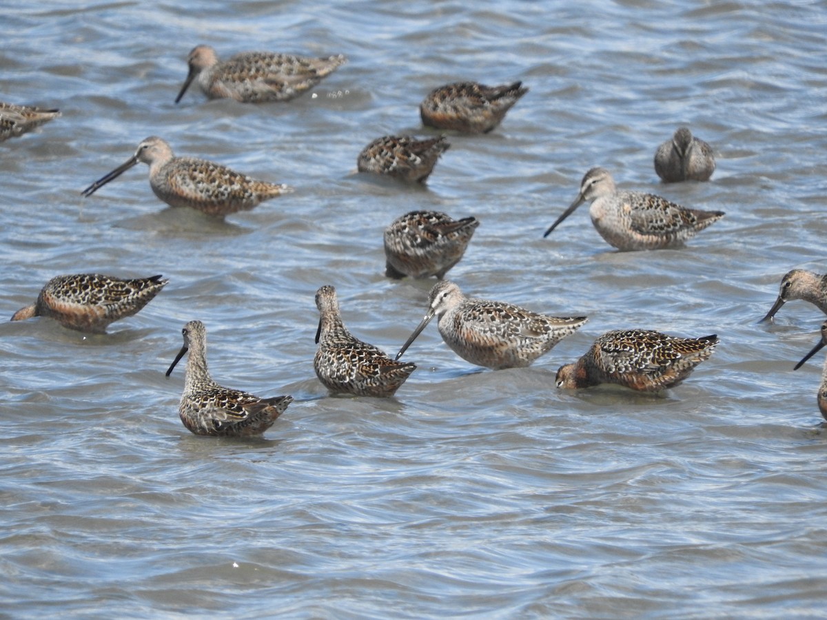 Long-billed Dowitcher - Connie Misket