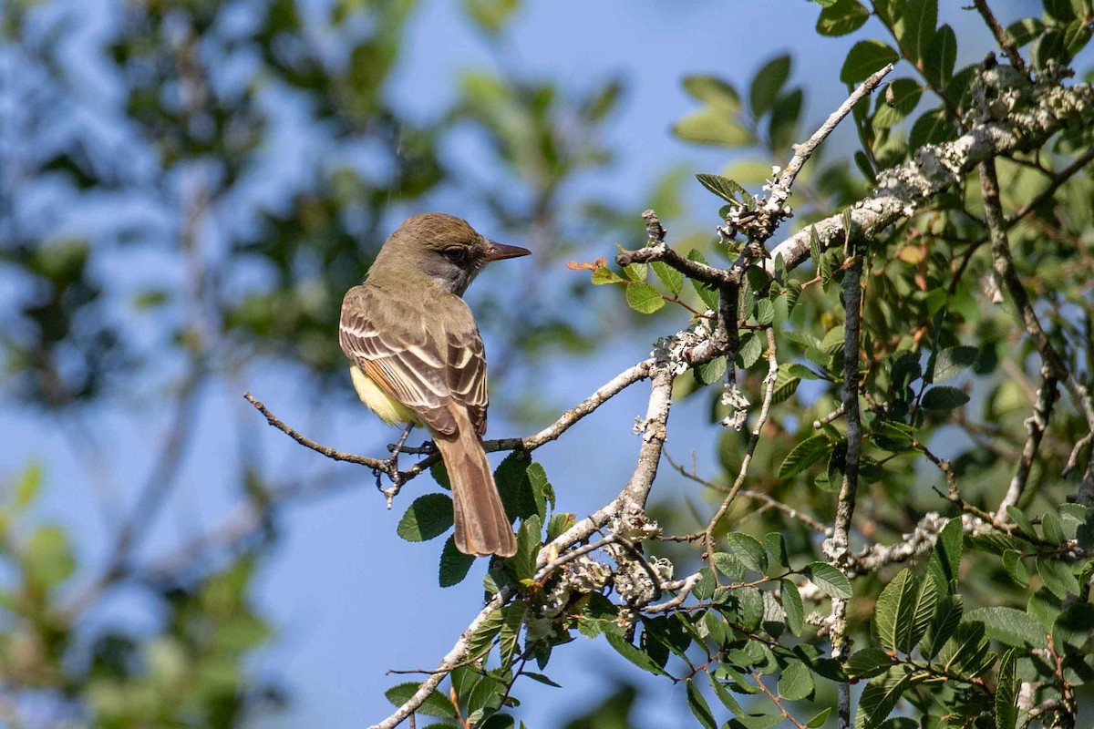 Great Crested Flycatcher - ML565021301