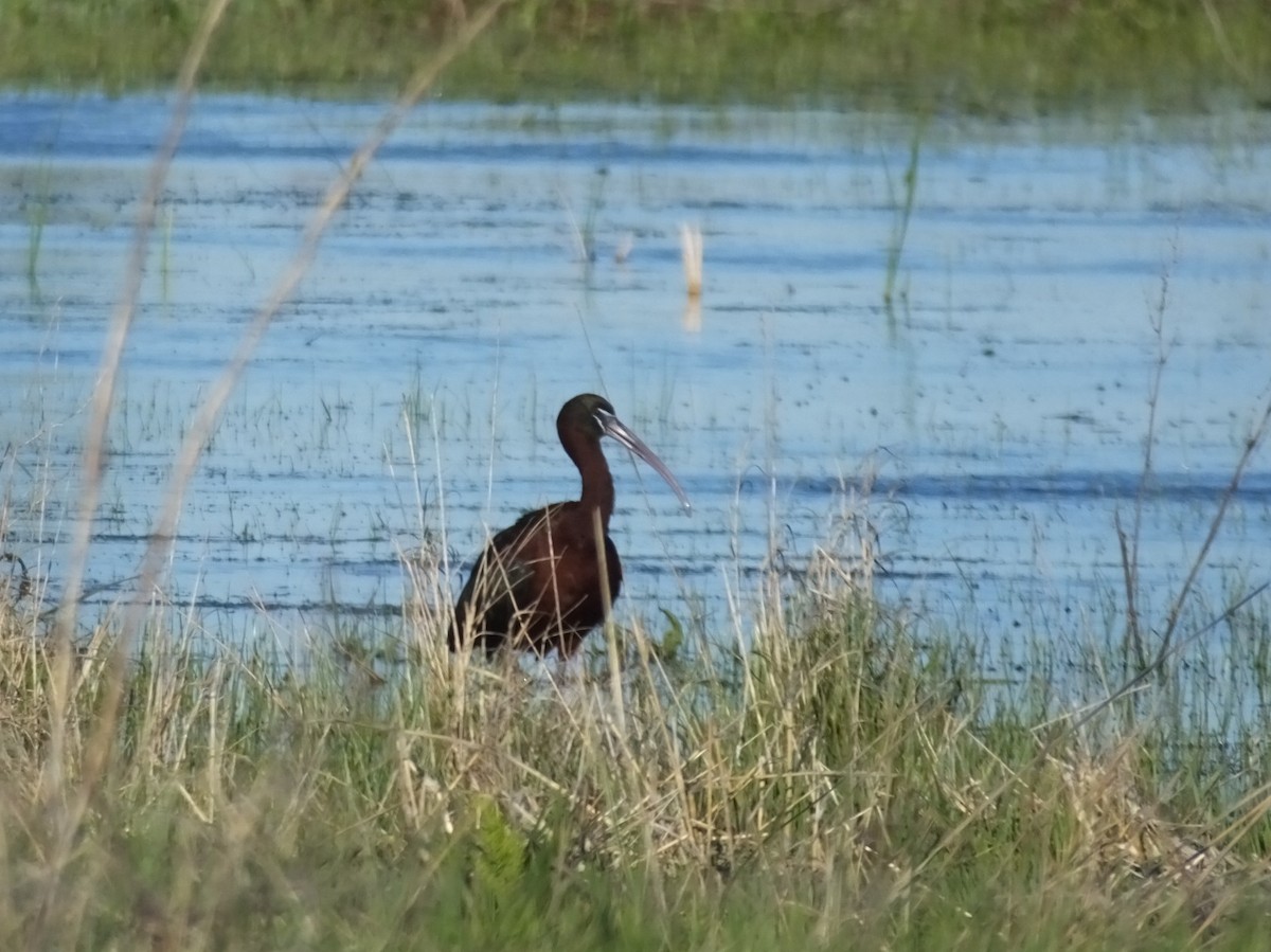 Glossy Ibis - Andrew Miller