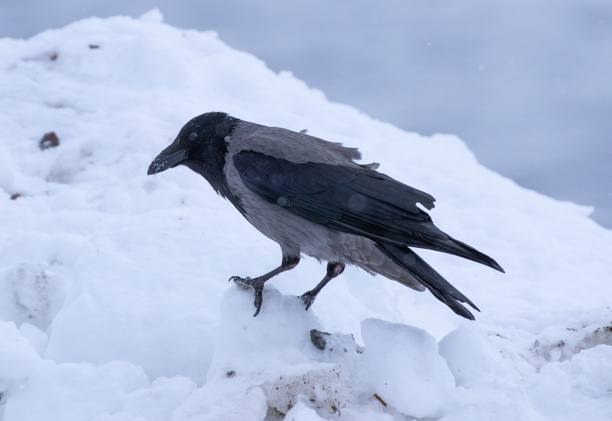 Hooded Crow - ML565025221